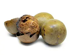 Gallnut